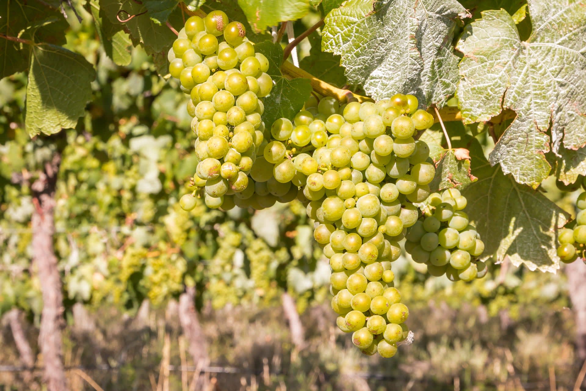 Your Next Best Riesling May be From...Australia? | Wine Enthusiast