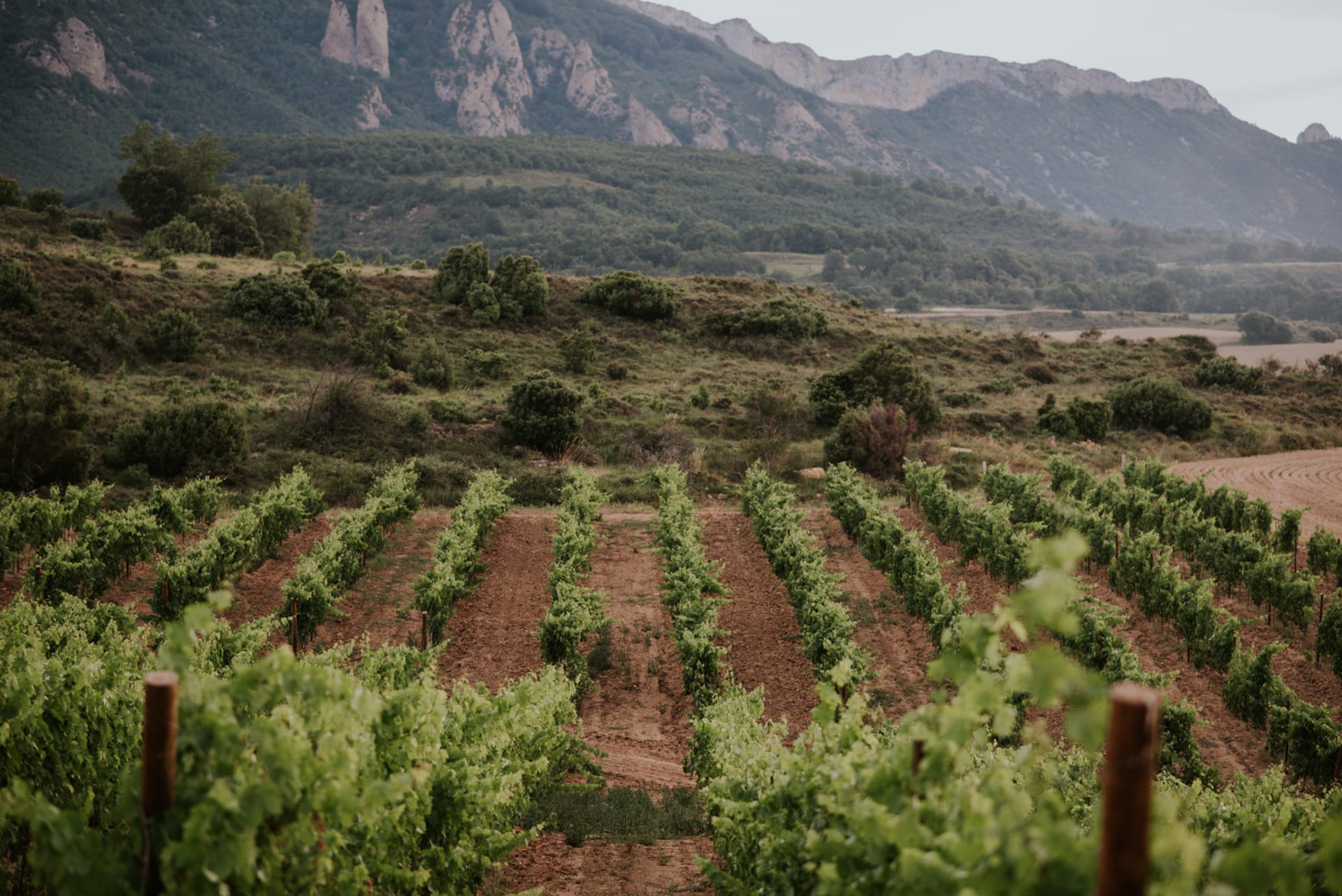 How Viña Salceda Is Redefining Rioja Wine