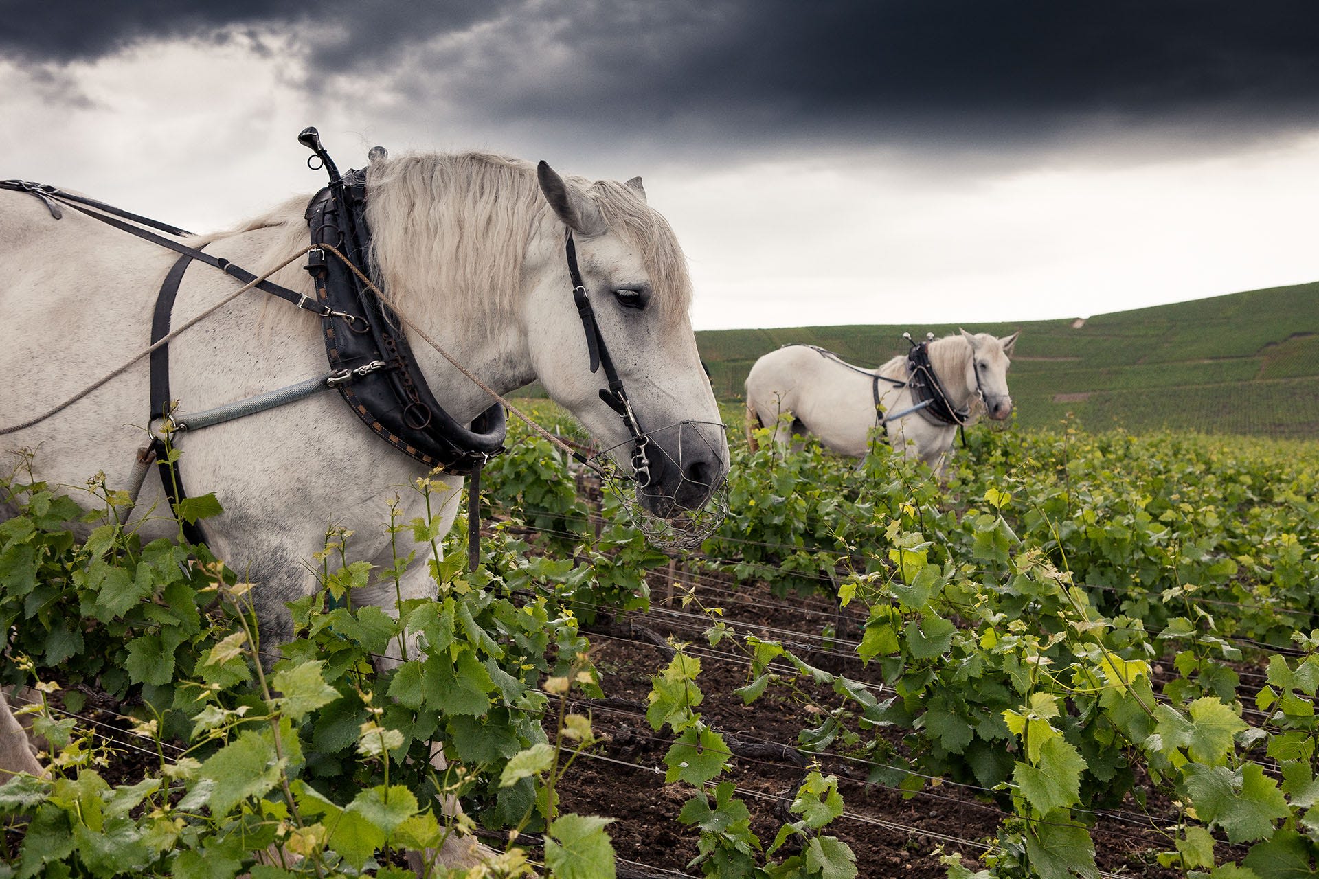 Can Champagne Give Up Farming with Chemicals? | Wine Enthusiast