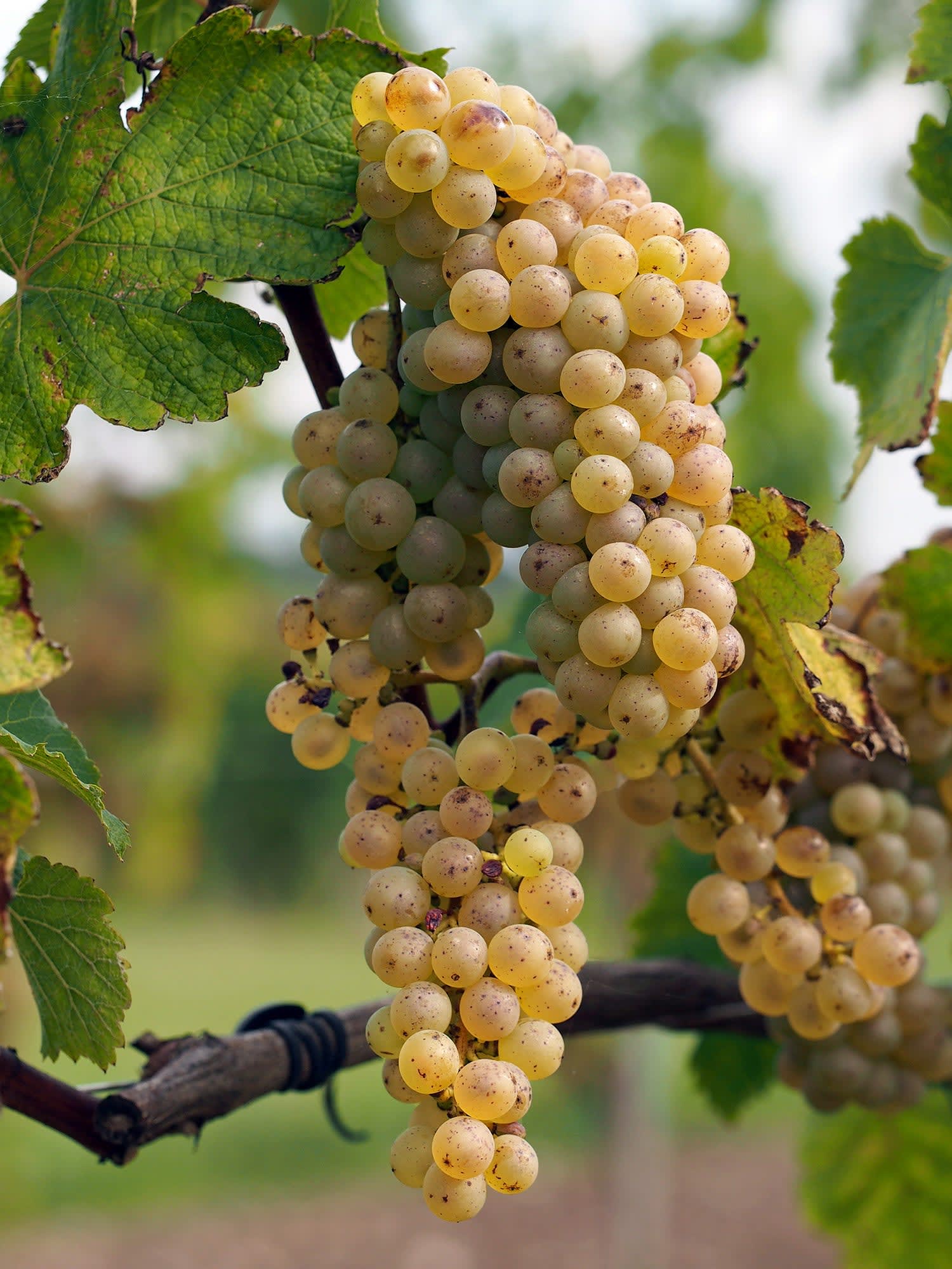 Riesling vs. Chenin Blanc | Wine Enthusiast