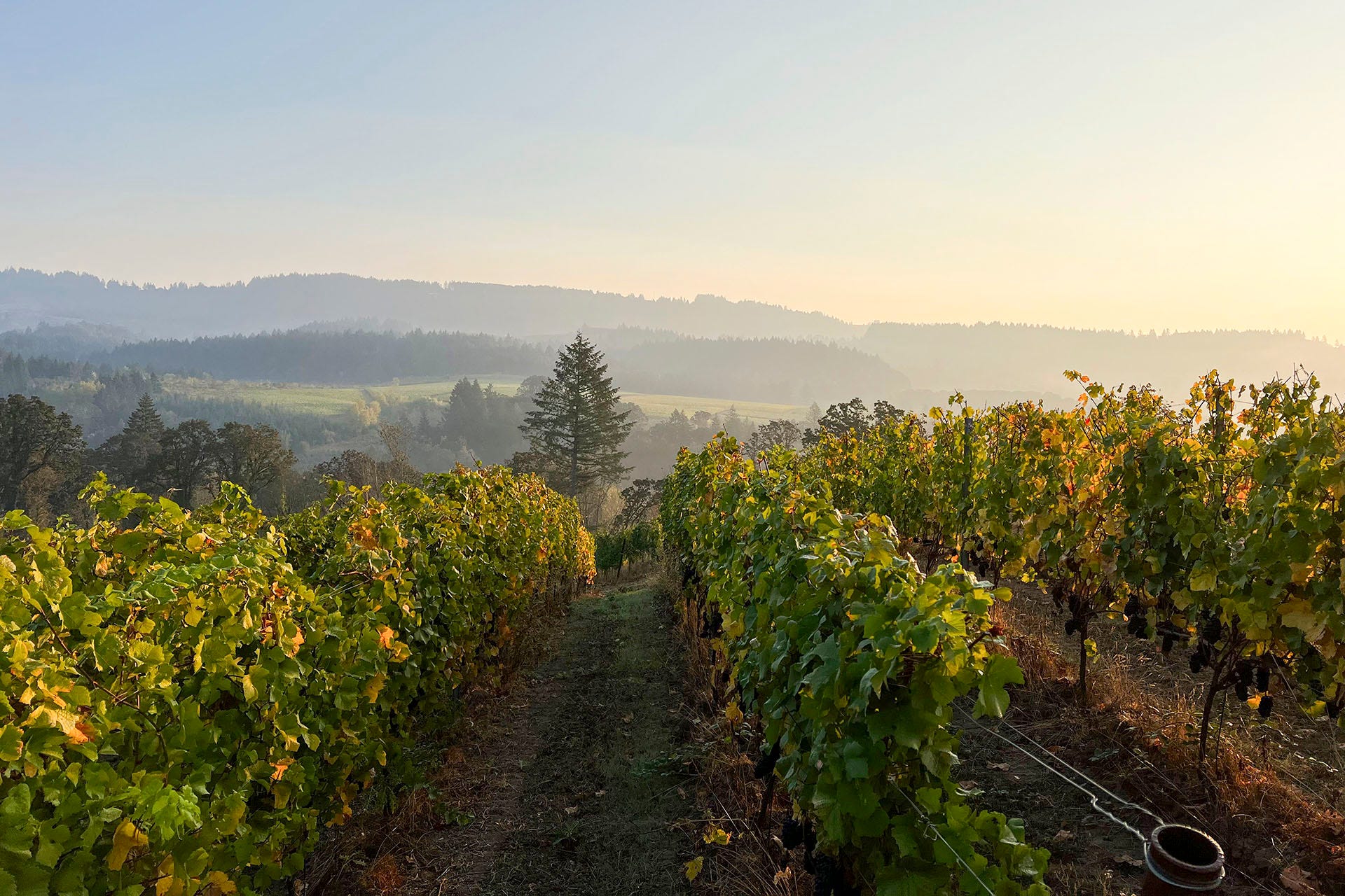 Get to Know Oregon's Dundee Hills AVA | Wine Enthusiast