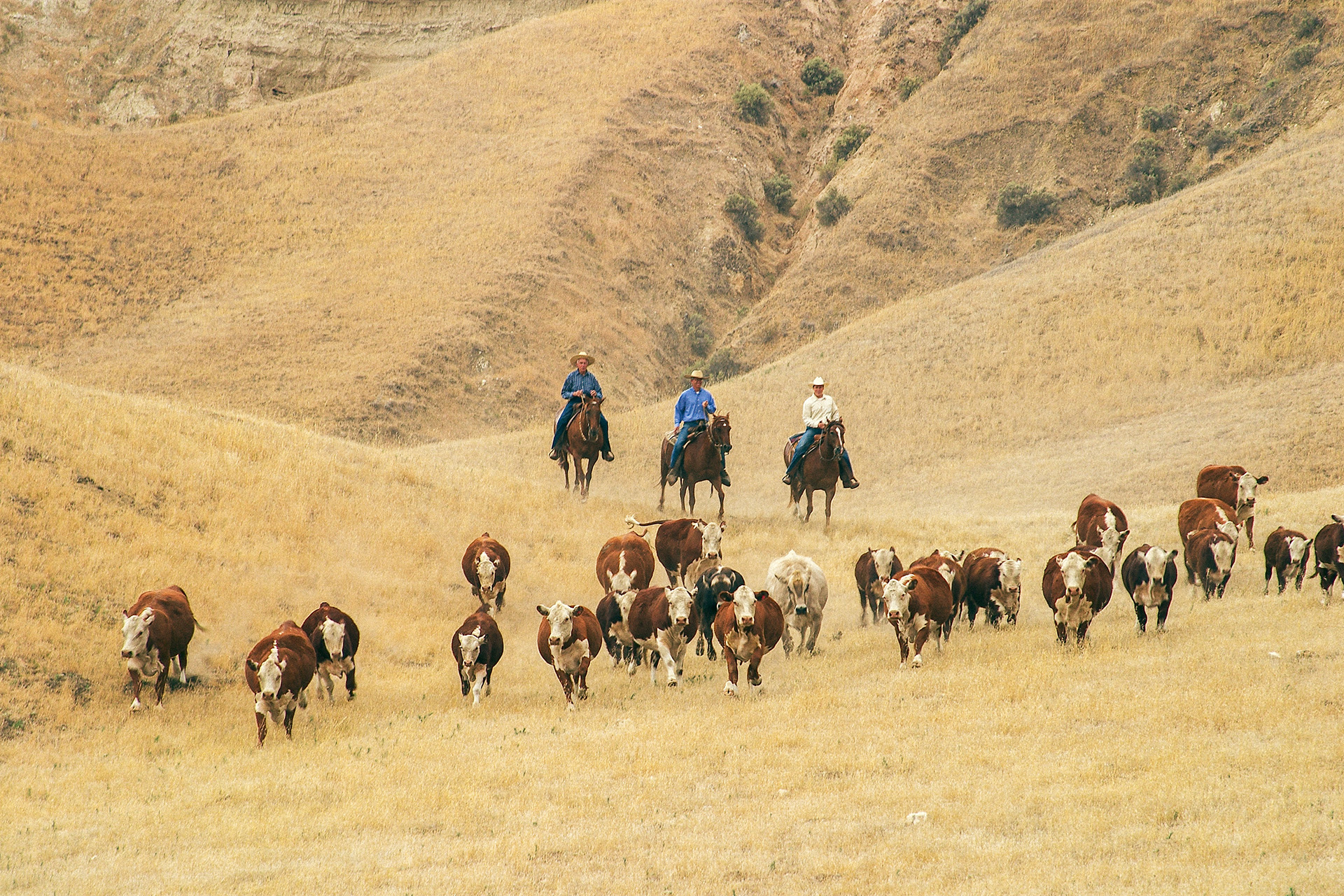 Wine Always Paid the Bills for This Cattle Rancher. Soon, the Beef Will