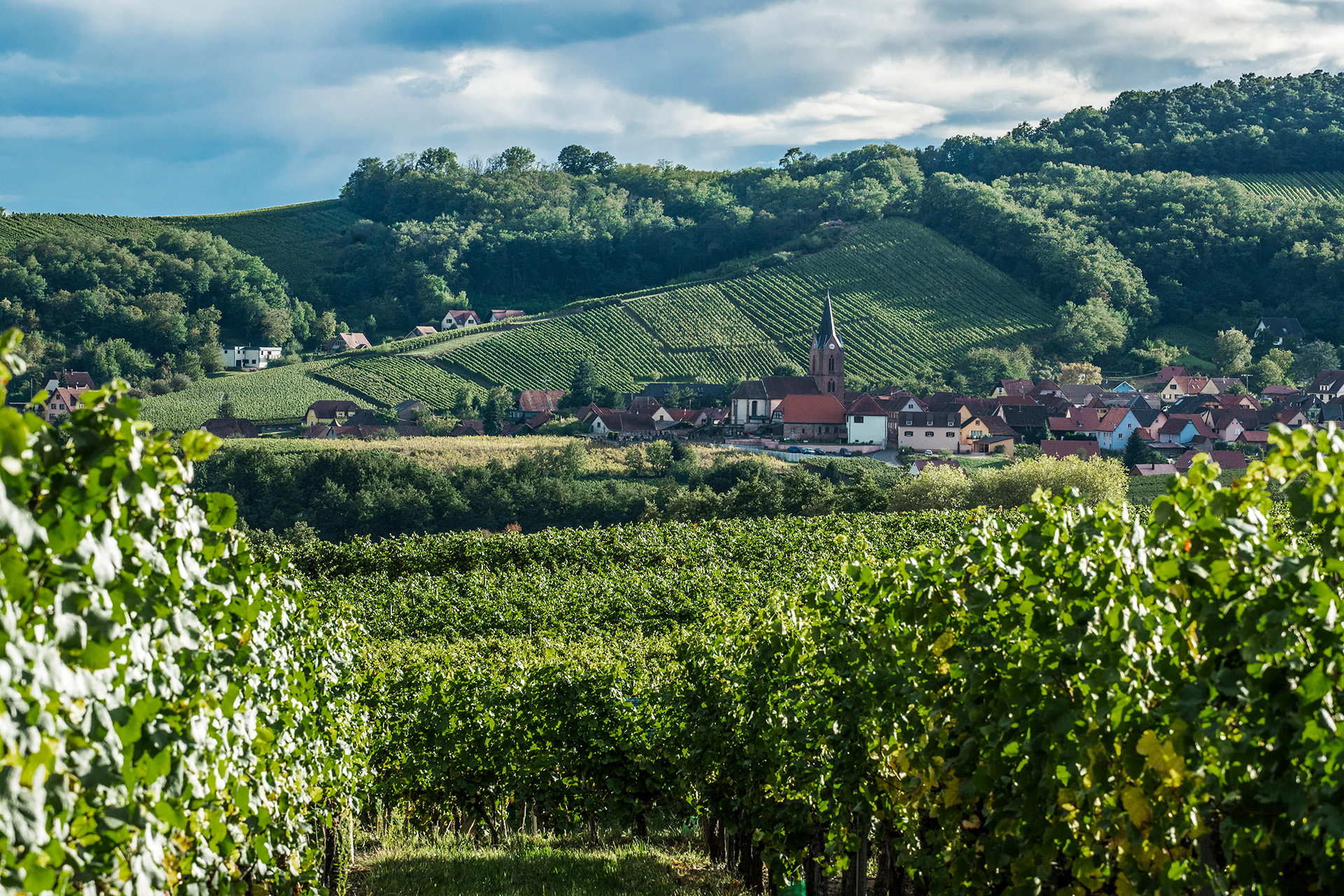 This French Region Is Making World-Class Pinot Without the Burgundy Price Tags