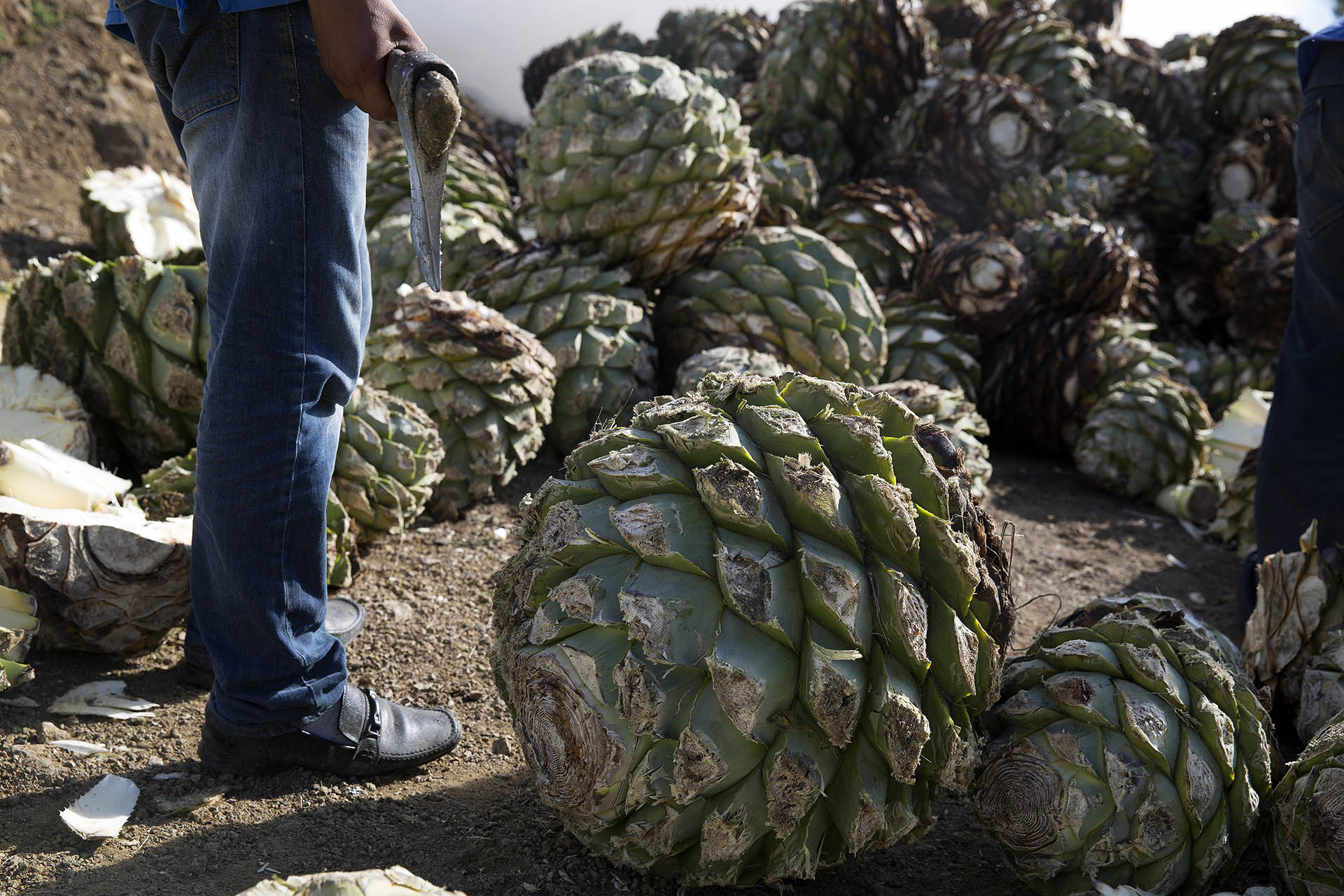 Your Guide to MezcalAnd Why Agave Type Matters | Wine Enthusiast