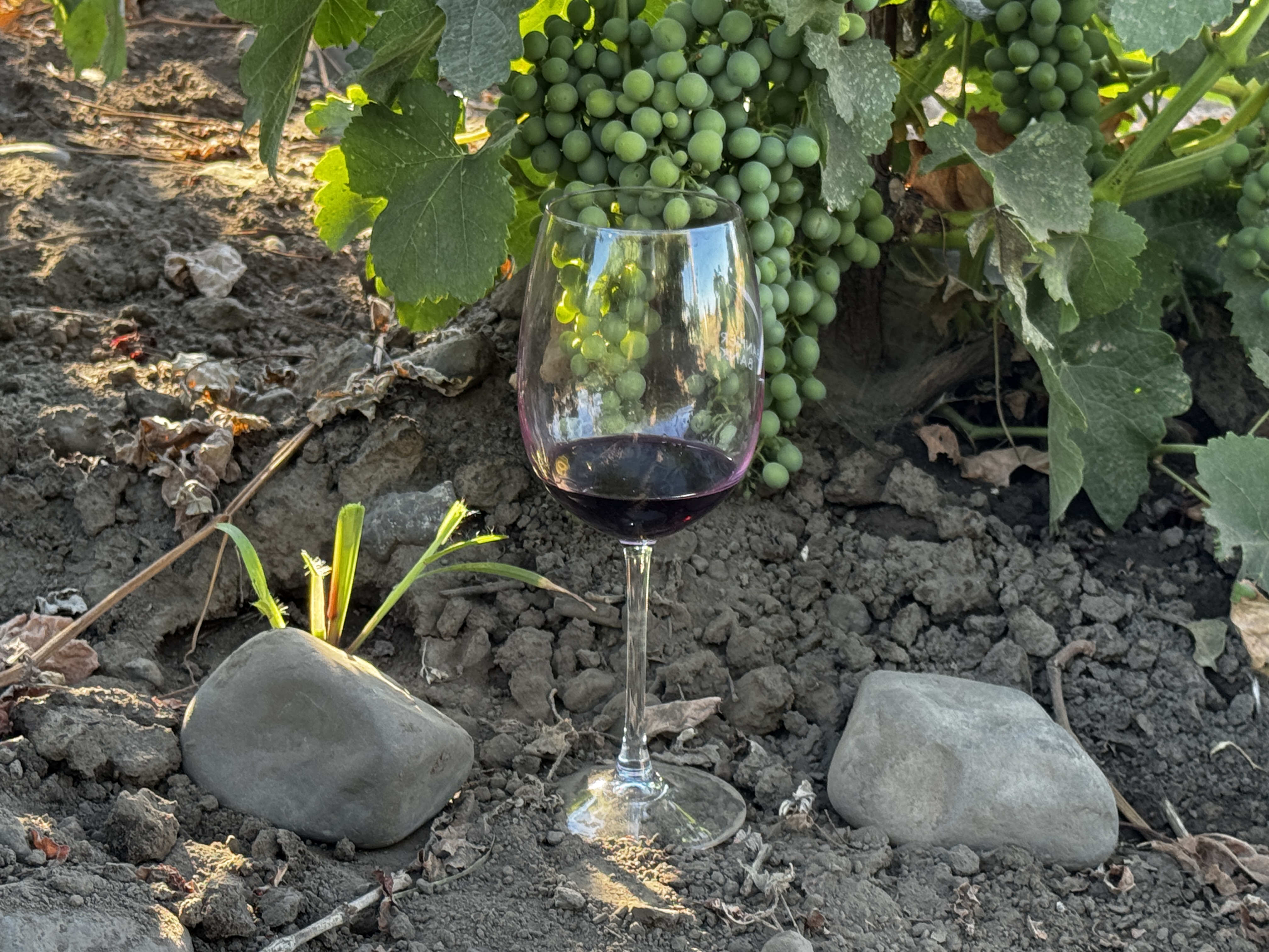 Violet Vines | Wine Enthusiast