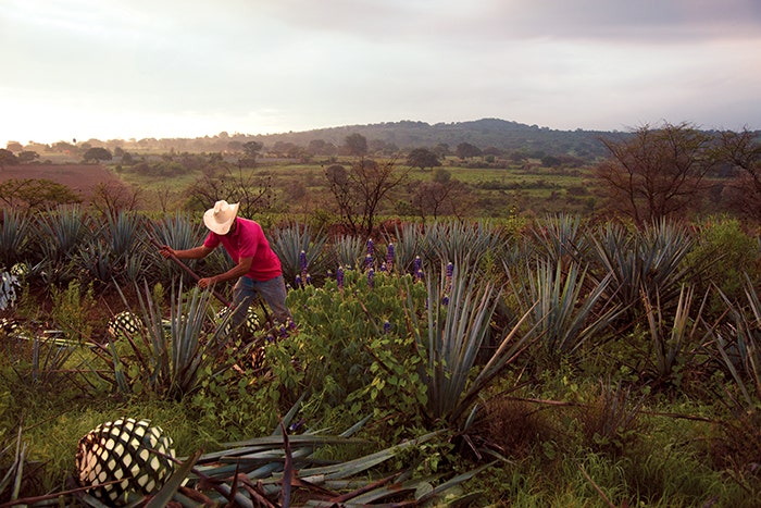 Traveling Down the Tequila Trail | Wine Enthusiast