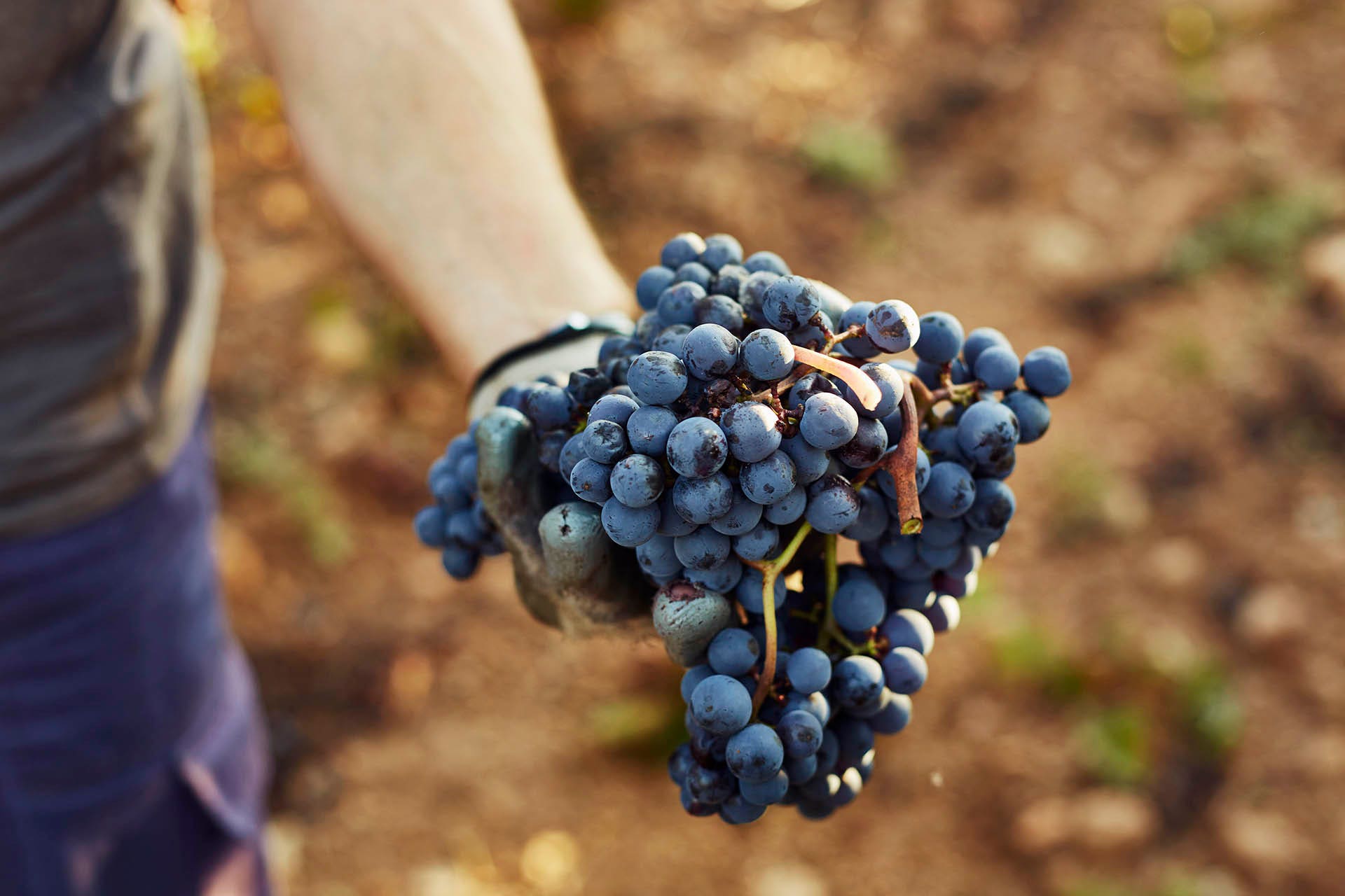 What is Whole-Bunch Fermentation and Why Does It Matter? | Wine 