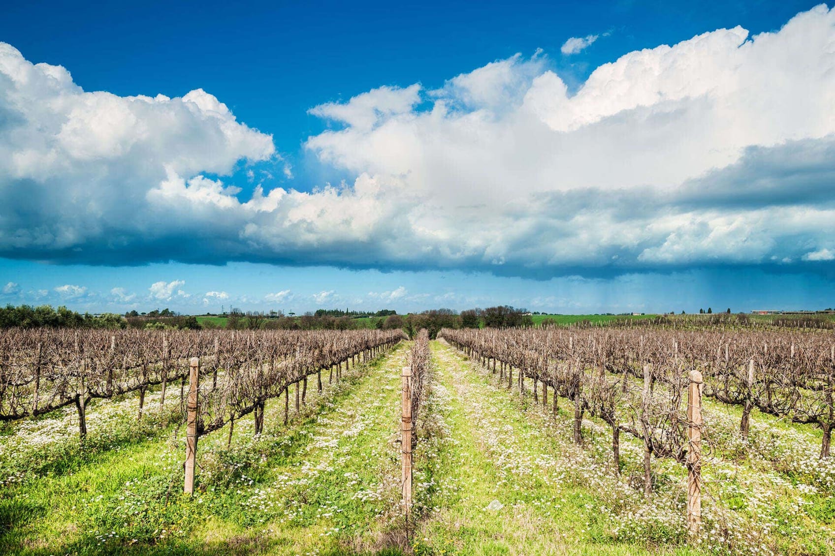 Landscape with biological vineyard in spring with flowers and clouds