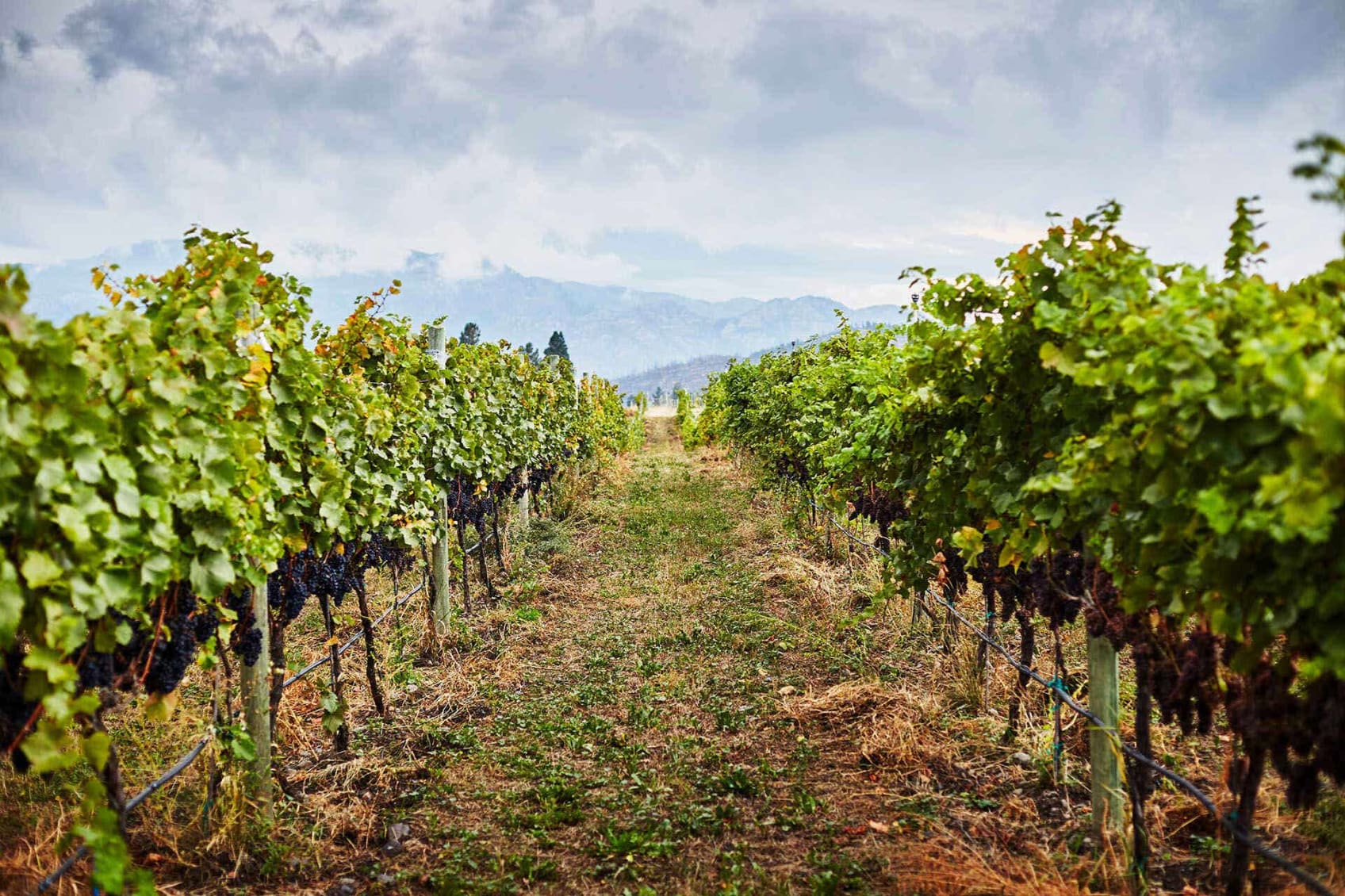 Rows of vines in vineyard, Kelowna, British Columbia, Canada