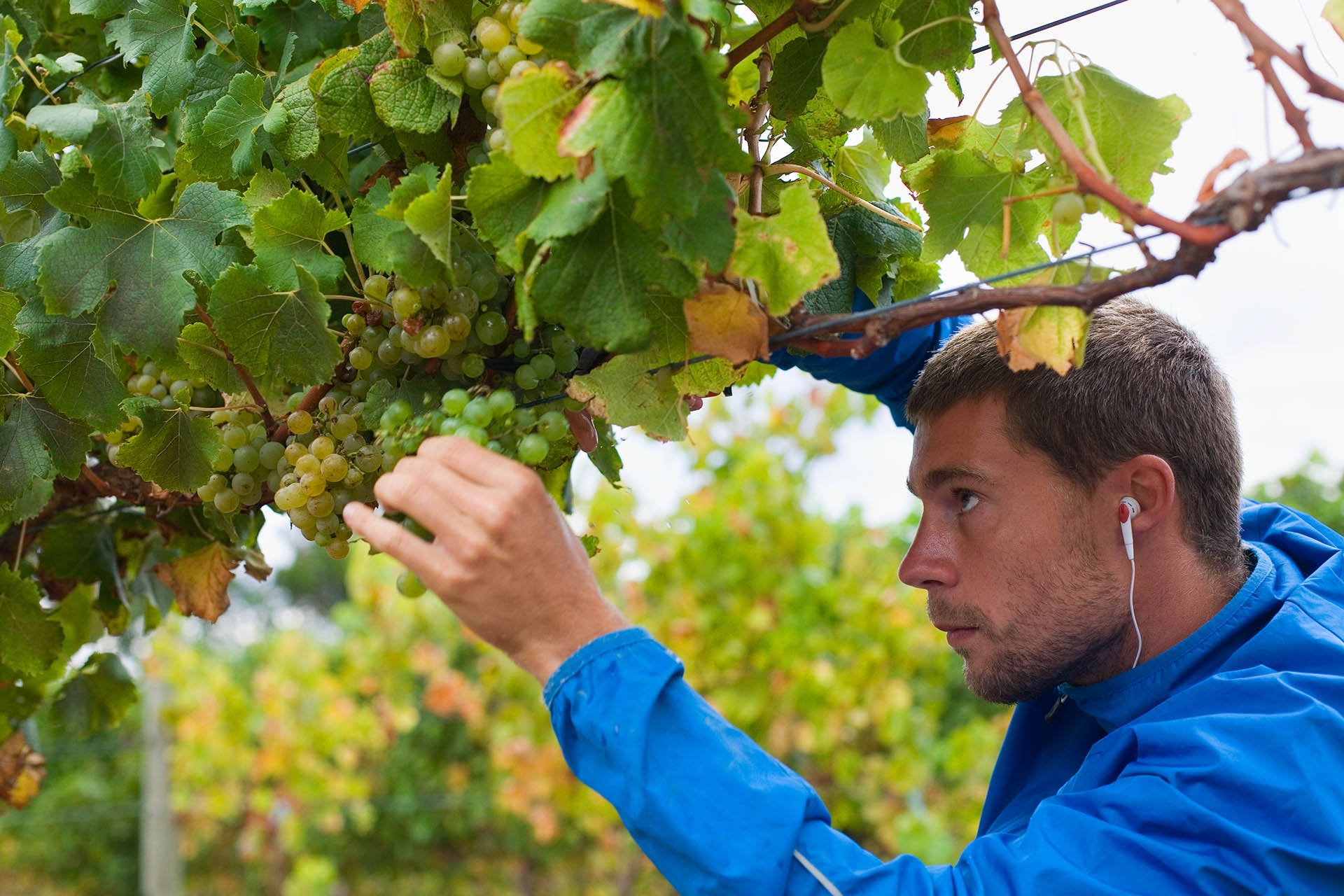 A Global Guide to Sémillon, A White Wine with Incredible Range | Wine ...