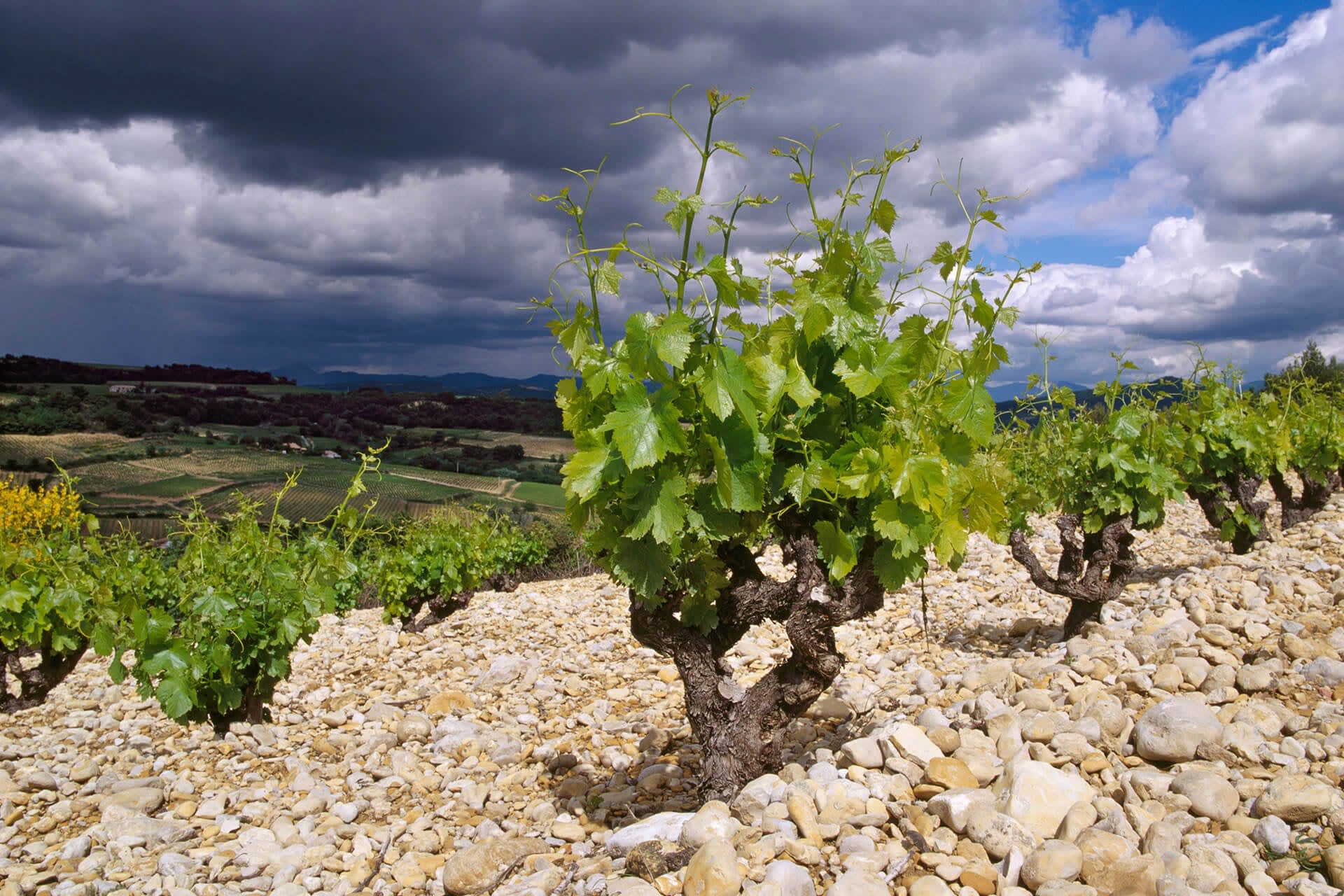 A Guide to the Wines of the Southern Rhône Wine Enthusiast