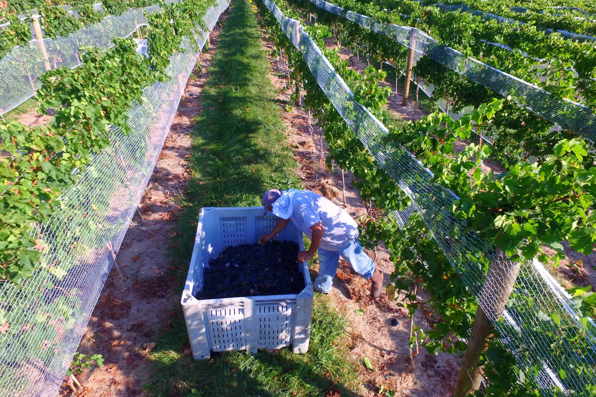 The Two Unsung Grapes Putting Virginia Wine on the Map | Wine Enthusiast