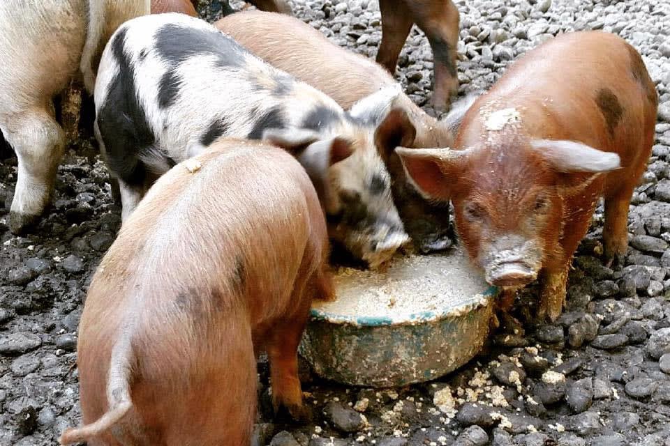 Drink Sustainably While Making the Most of Food Waste | Wine Enthusiast