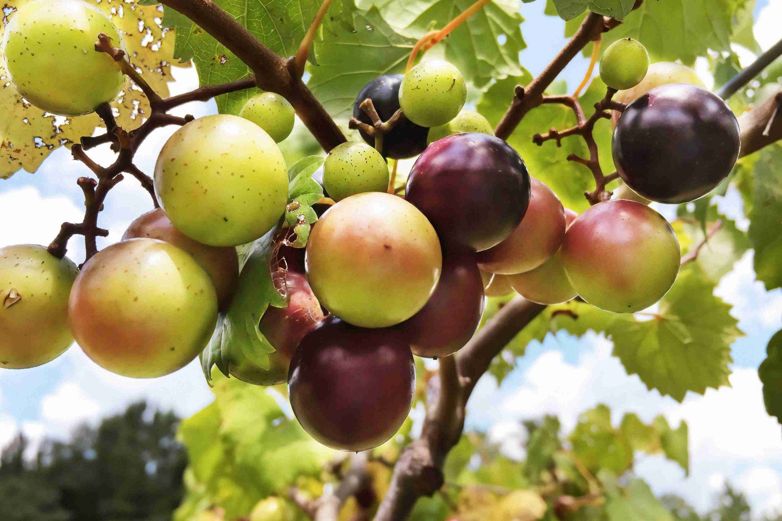 What Is Muscadine Wine—and Why it ‘Deserves Respect’ | Wine Enthusiast