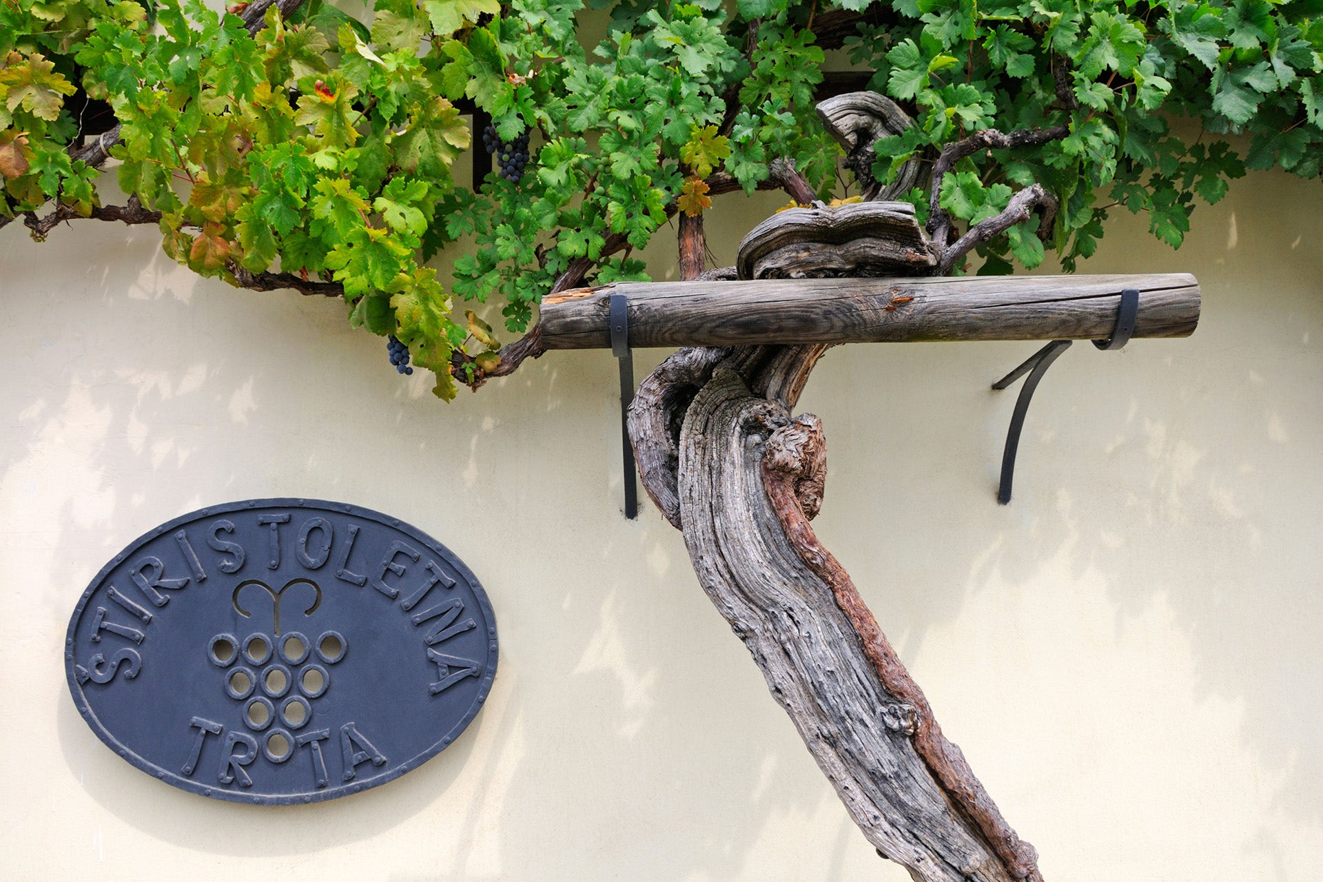 Oldest grape vine new arrivals
