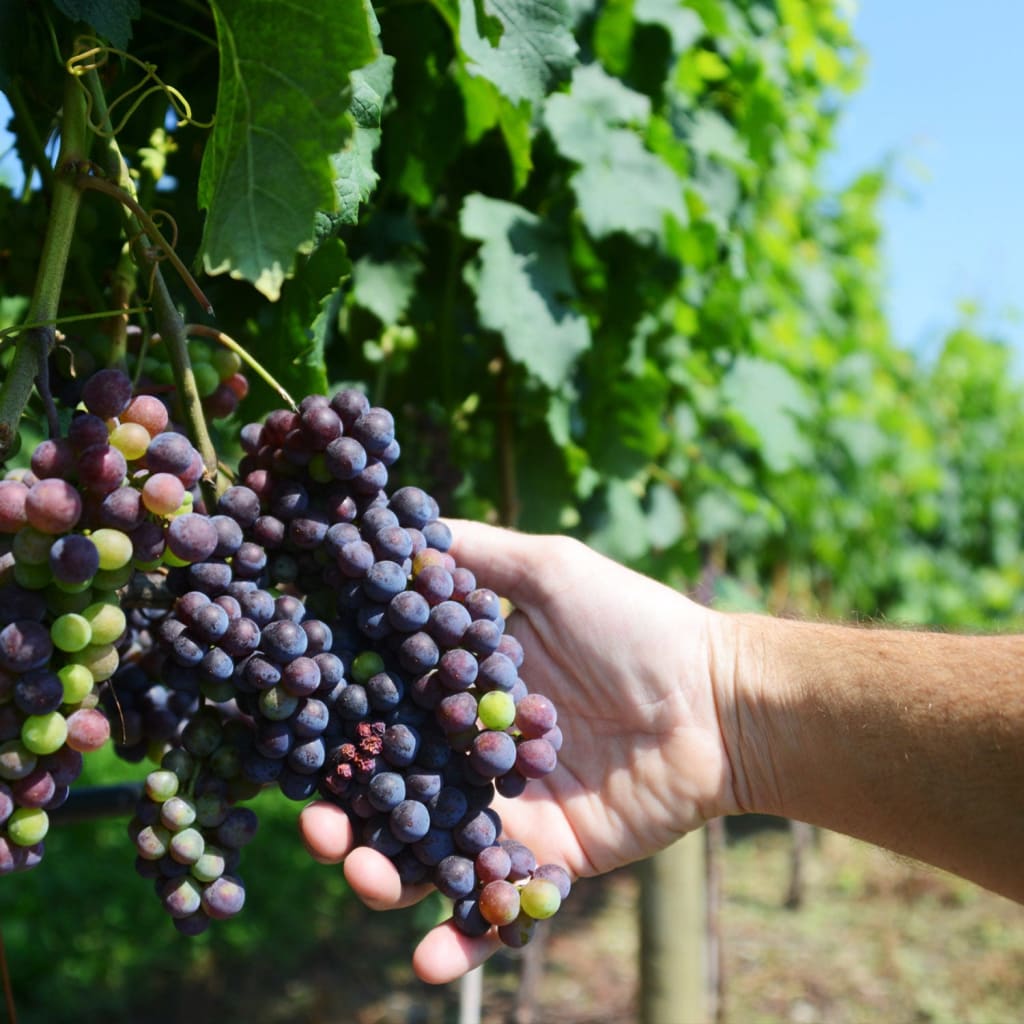 Shawangunk Wine Trail
