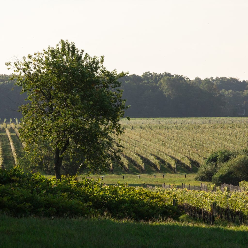 Long Island Wine Trail