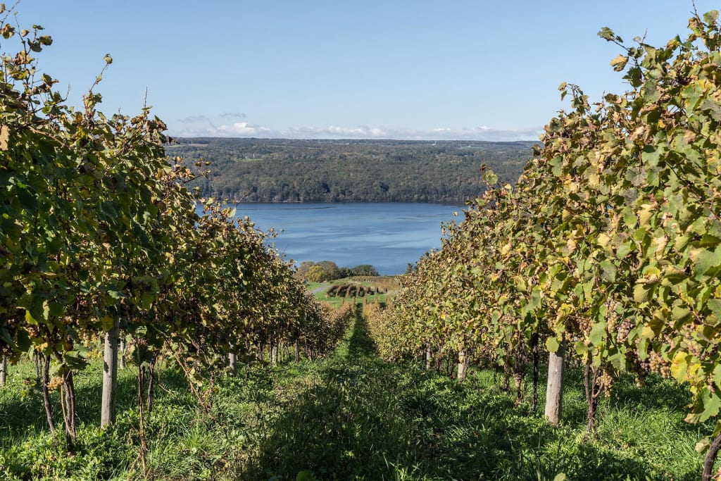 Autumn landscape of Seneca Lake and vineyard in New York