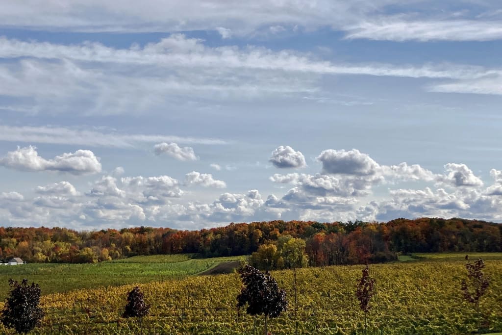 Niagara escarpment Vineyard