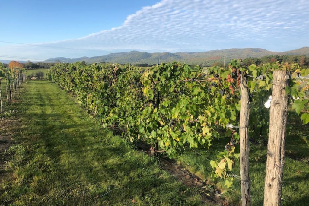Champlain Valley AVA