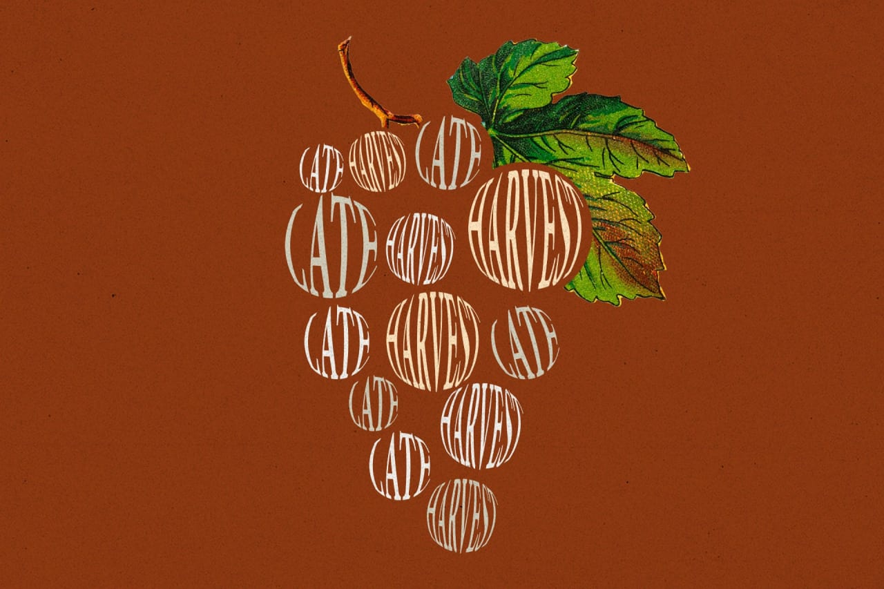 An illustration of a bunch of grapes and the grapes say late harvest
