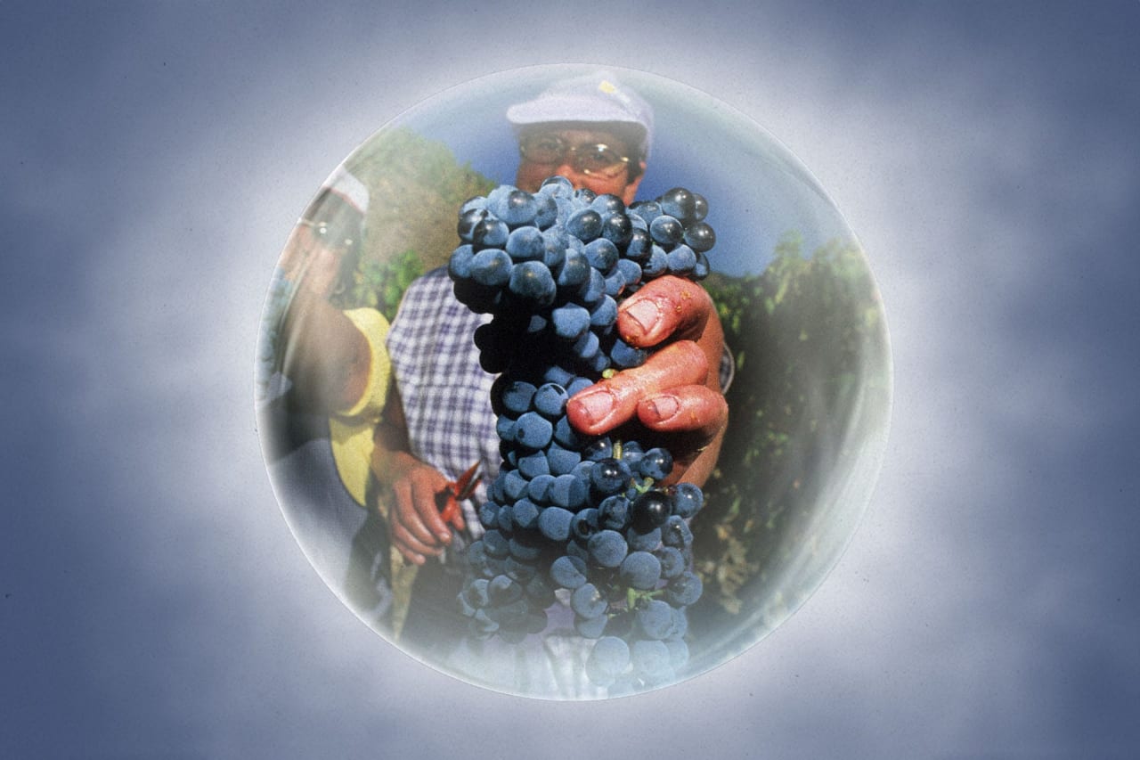 a crystal ball with a man showing bunches of freshly picked grapes in Vineyard, during the Grape Harvest in portugal
