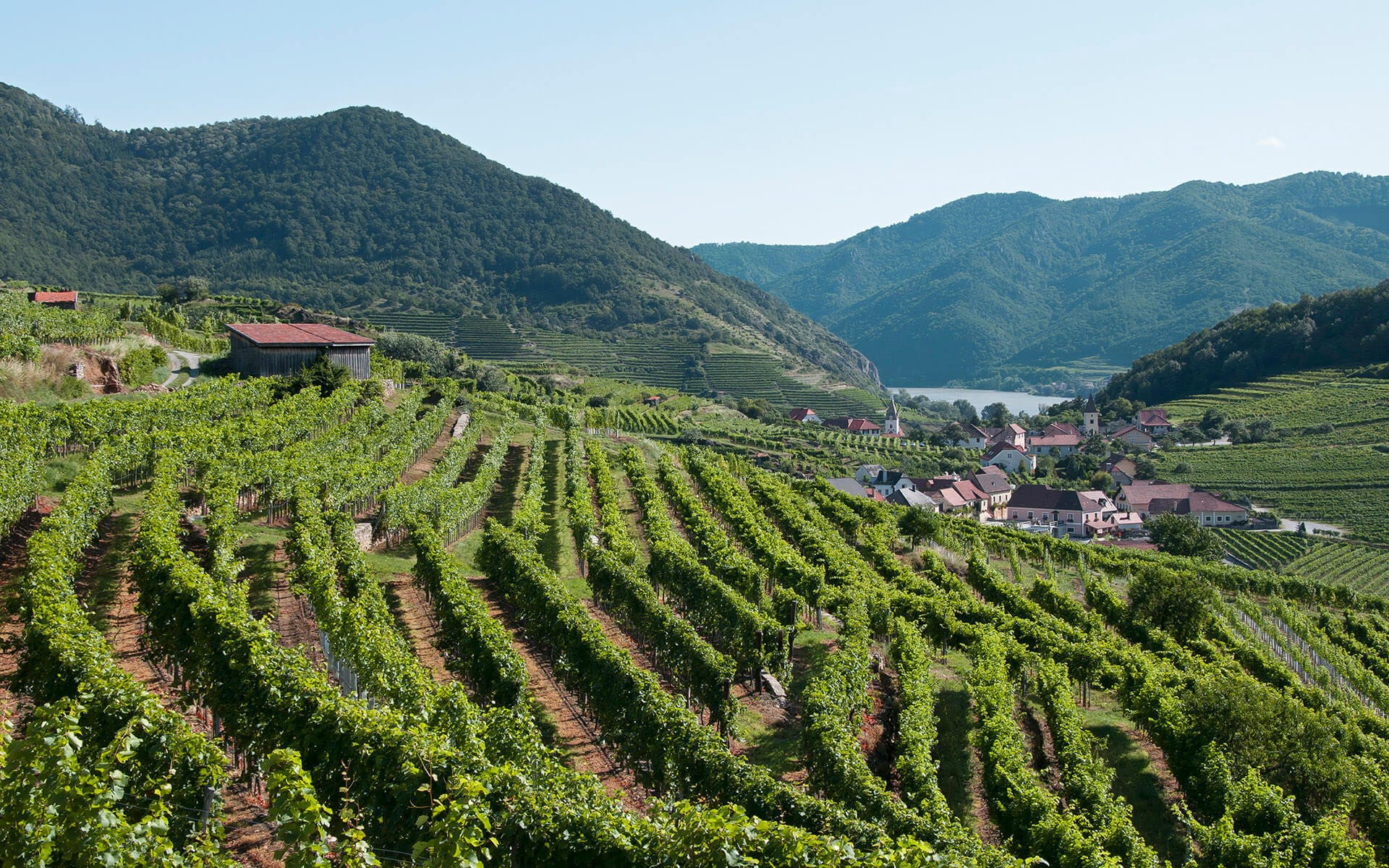 Get to Know Austria’s Wine Regions | Wine Enthusiast