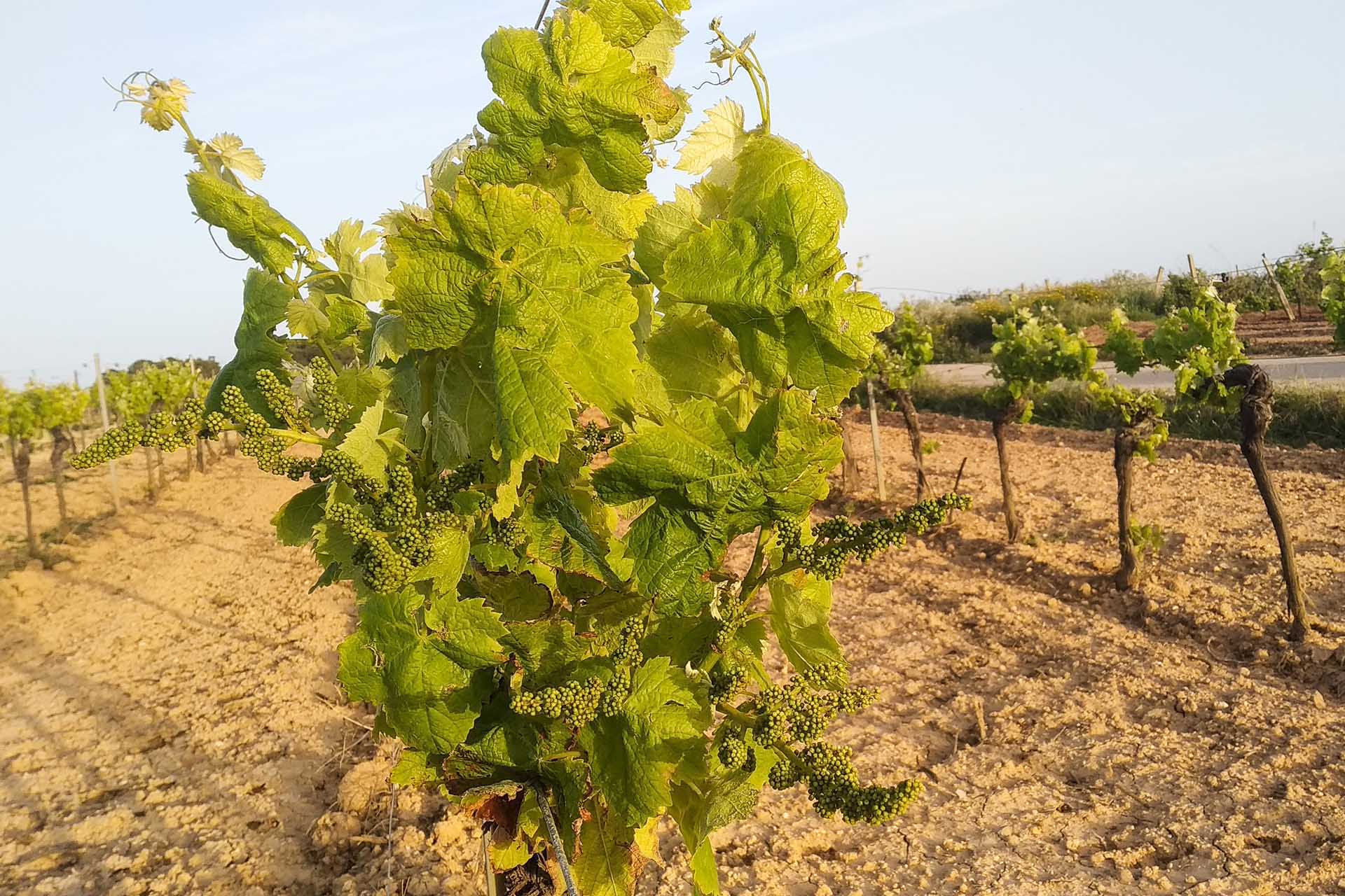 From Floral to Flinty, The Indigenous White Wine Grapes of Southern ...