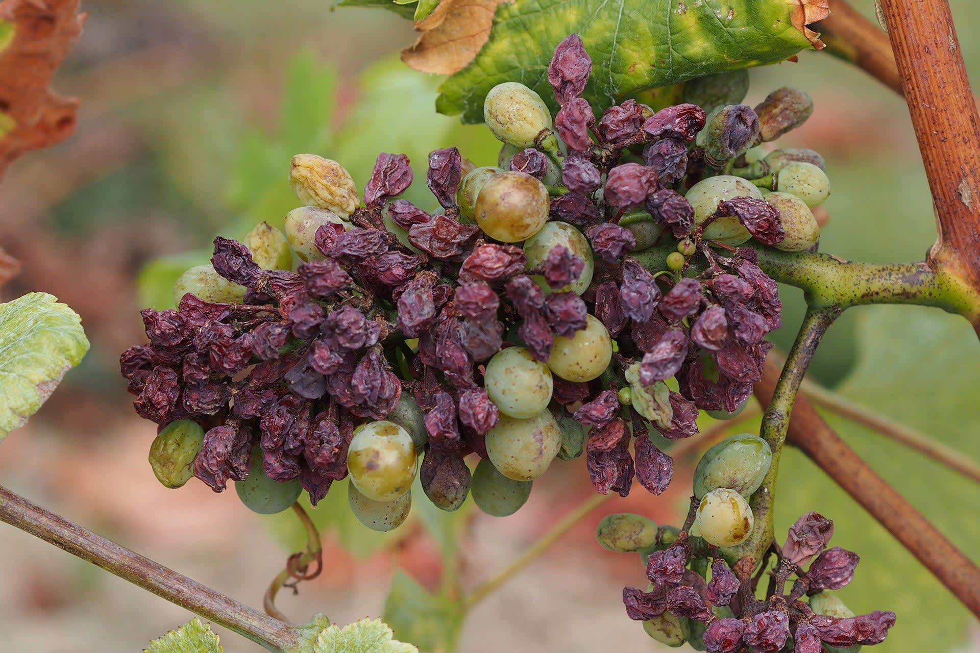 Your Definitive Guide to Sweet Wines | Wine Enthusiast