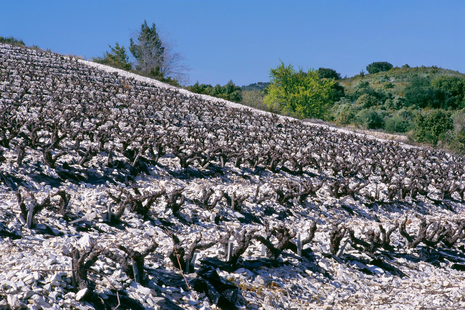 A Guide to the Wines of the Southern Rhône | Wine Enthusiast