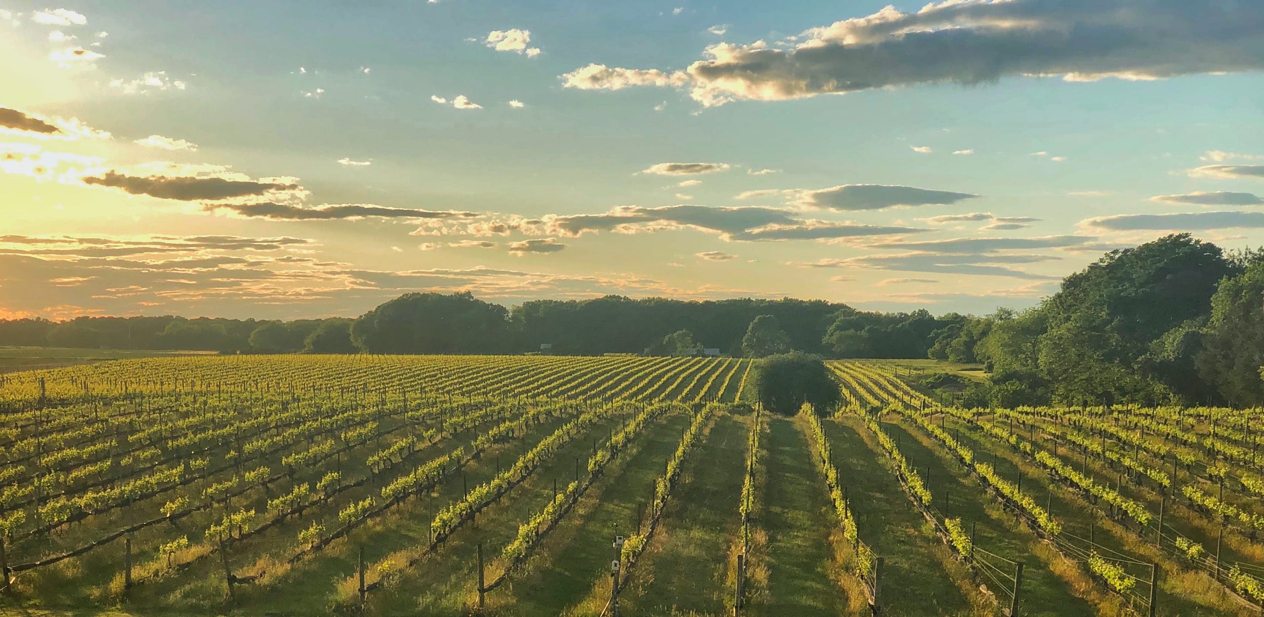 Paumanok Vineyards