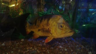 fish 3