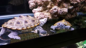 Leonard and Glacier