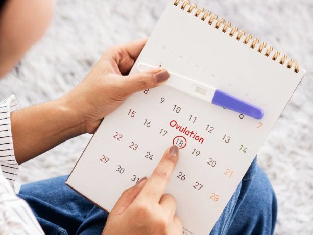 ovulasyon ne zaman gerçekleşir