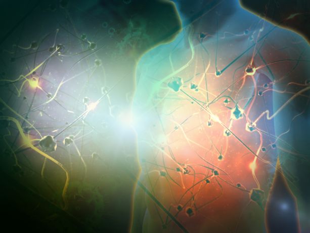 insan vücudundaki bağışıklık sistemi organlarını gösteren görsel