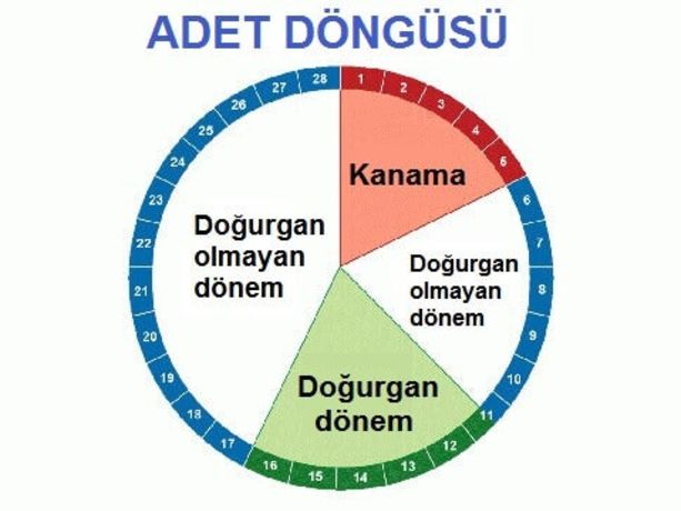 Yumurtlama Dönemi Hesaplaması 