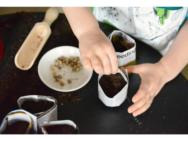 Montessori Tohum Ekme Etkinliği