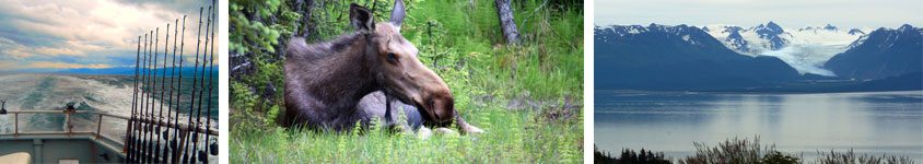 Homer cruisetour with fishing, moose and mountains.