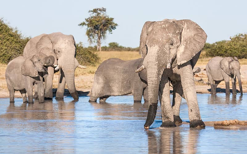 Elephants in Chobe National Park