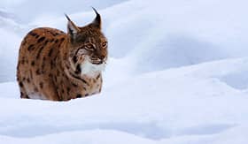 Artic Cruise Lynx in the snow