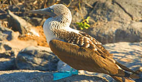 Avalon Waterways blue-footed booby Galapagos