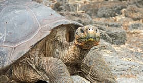 Avalon Waterways giant tortoise Santa Cruz Island Galapagos