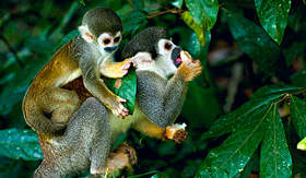 Avalon Waterways squirrel monkey Amazon Rainforest