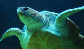 Sea Turtle in Bermuda