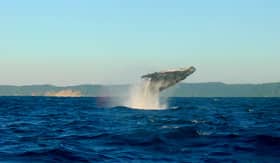 See majestic dolphins and whales in Lahaina