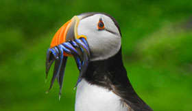 Alaskan Puffin with Fish