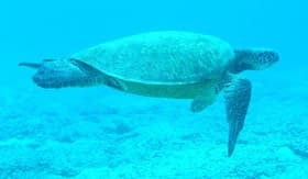 Sea turtle in the Caribbean