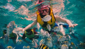 Caribbean Snorkel - Holland America