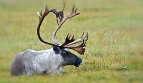 Caribou in the Northwest
