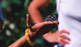 Carnival Cruise Lines Butterfly from St. Maarten Butterfly Farm